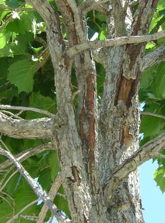 Branch cankers on Turkish filbert. Photo credit by Bob Tarabula.