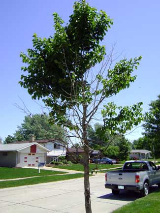 Crown dieback of Turkish filbert associated with eastern filbert blight