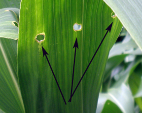 european corn borer