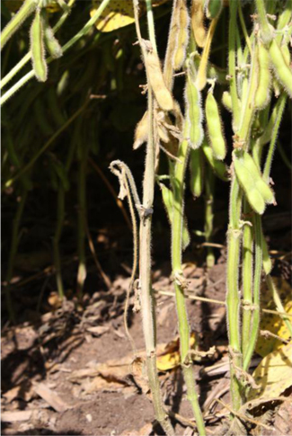 White mold symptoms