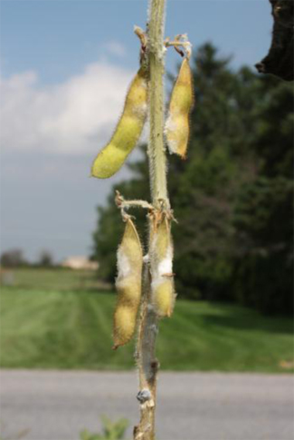 White mold symptoms