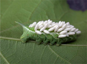 tomato hornworm parasitized