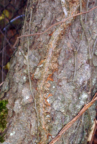 Poison ivy stem