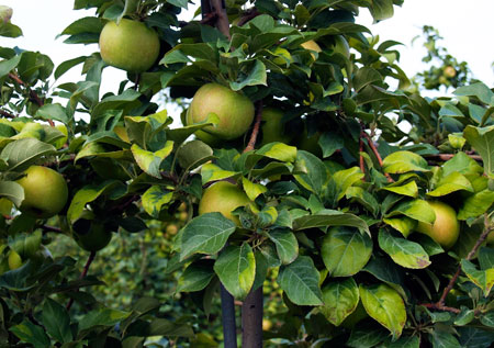 Honeycrisp leaf yellowing