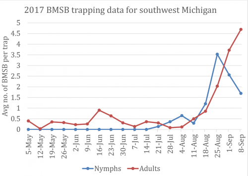 bmsb report