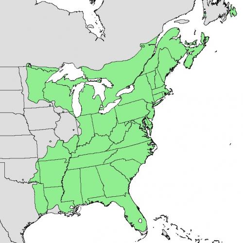 Red maple range map