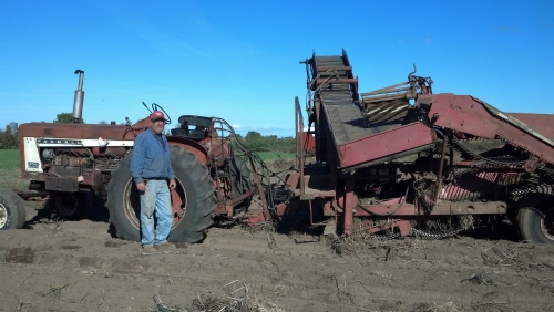 potato harvesting