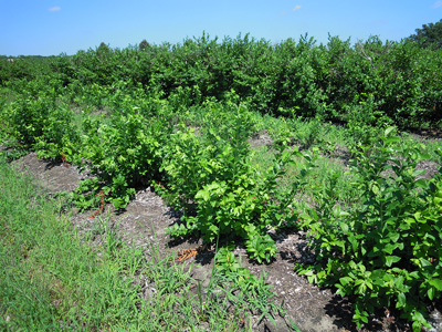 Blueberry shoot growth