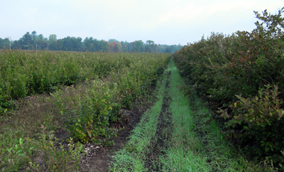 "Jersey" blueberries