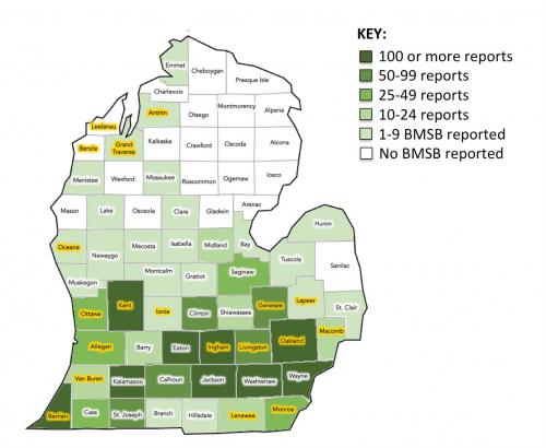 Map of where BMSB have been reported.