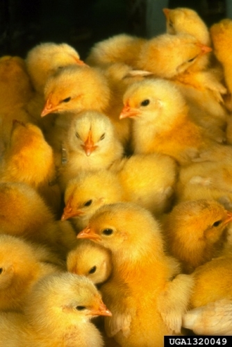 Baby chicks