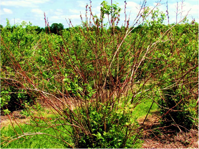 Blueberry cane collapse