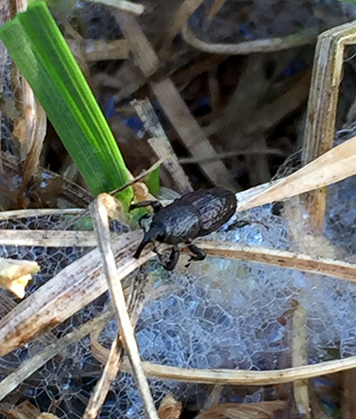 Bluegrass billbug adult.