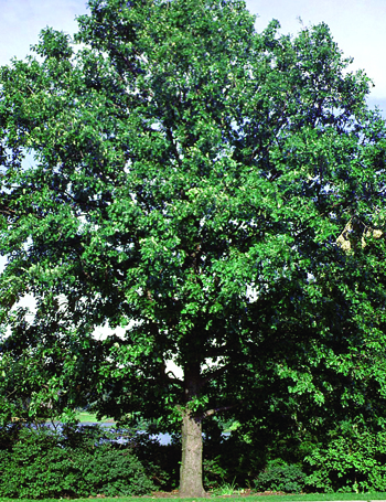 Bur oak