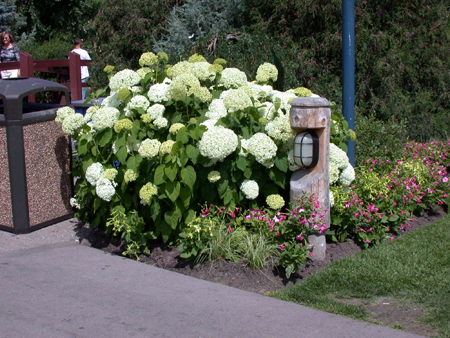 Summer-flowering Annabelle Hydrangea. 