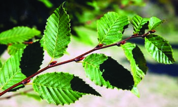 Carpinus betulus leaves