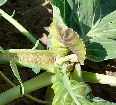 Brownish spots on cauliflower leaf.