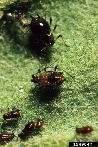 Chrysanthemum aphid