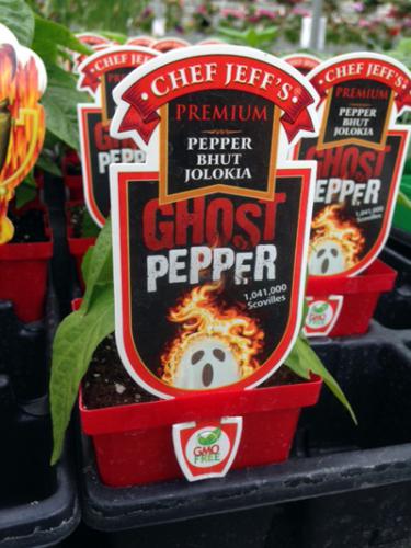 Ghost peppers