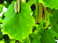 Corylus colurna foliage