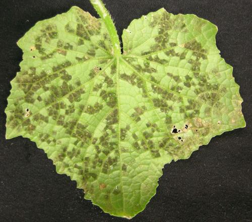 Downy mildew symptoms on cucumber