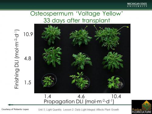 Infographic of daily light integral in plant production