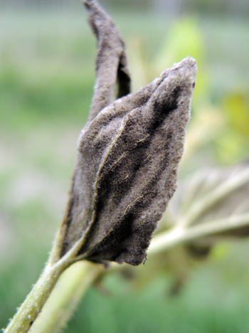 Sporulation on underside of leaves