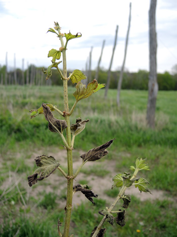 Infected downy mildew