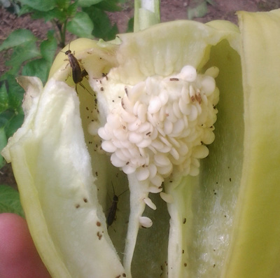 Earwigs in peppers