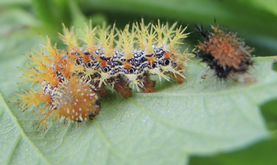 Question mark caterpillar