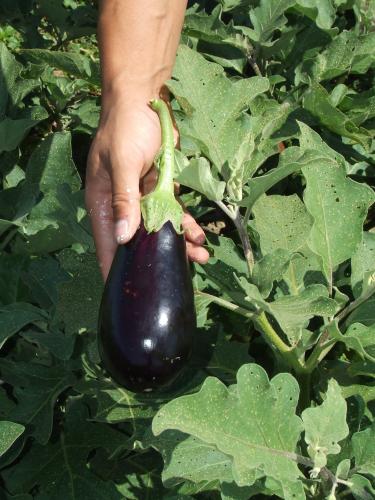 eggplant