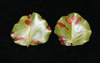 European pear rust