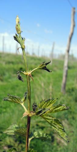 Necrotic leaf tissue