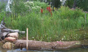 Example of natural shoreline project. Photo credit to Jim Brueck