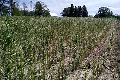 Hail-damaged corn field.