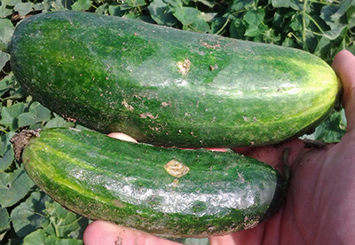 hail damage on cukes