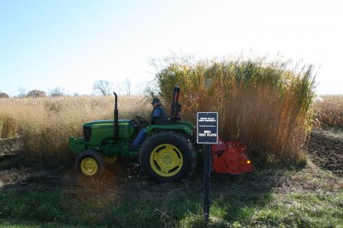 Picture of switchgrass next to miscanthus.