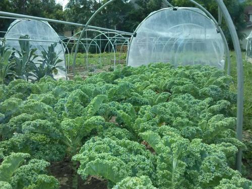 Hoop House