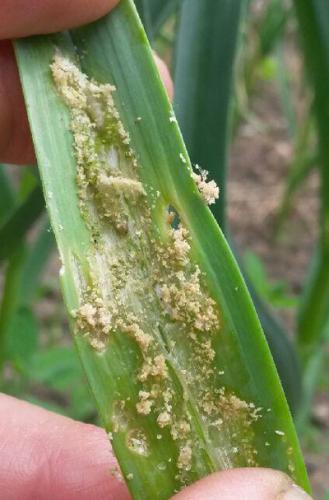 Leek moth feeding damage on garlic leaf