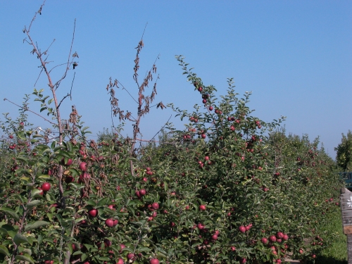 Dieback Dieback