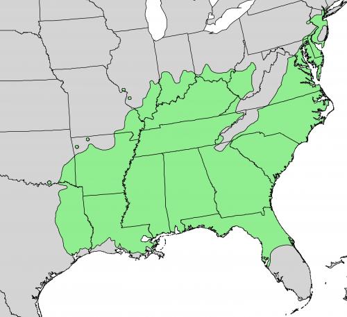 Liquidambar styraciflua range map