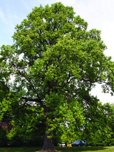 Liriodendron tulipifera