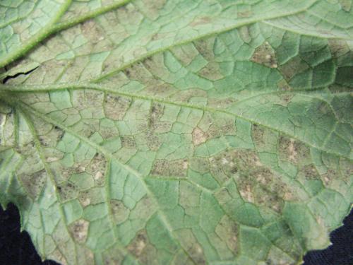 Underside of cucumber leaf displaying dark, fuzzy spore masses