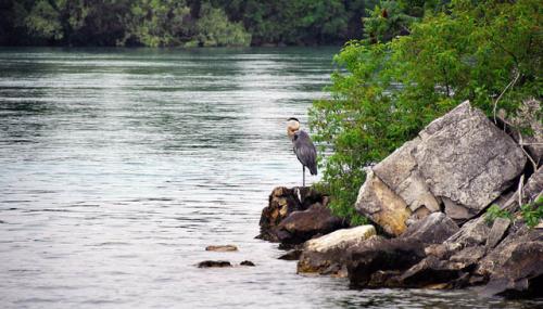 Great Blue Heron image.