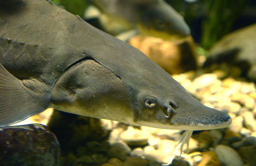 Lake Sturgeon image.