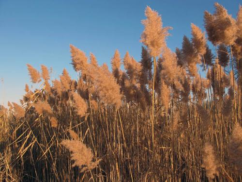 Phragmites image.