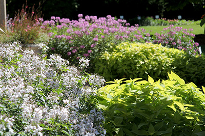 MSU Trial Gardens