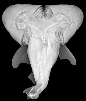 Shark XRay