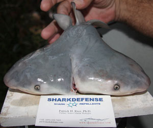 Two-Headed Shark