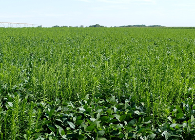 marestail